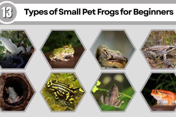 13 Types of Small Pet Frogs for Beginners: Size, Diet, Care & ID