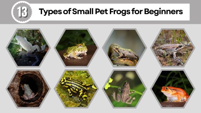 13 Types of Small Pet Frogs for Beginners: Size, Diet, Care & ID