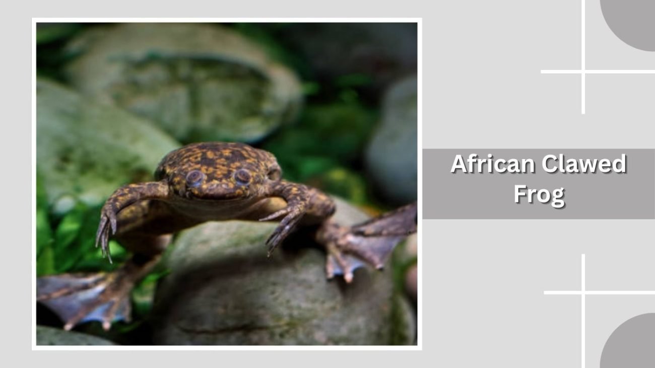 African Clawed Frog