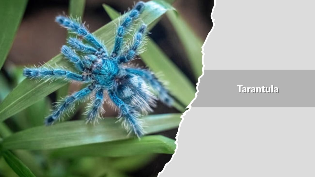 Tarantula (Aphonopelma species)