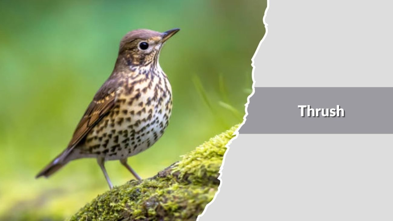 Thrush