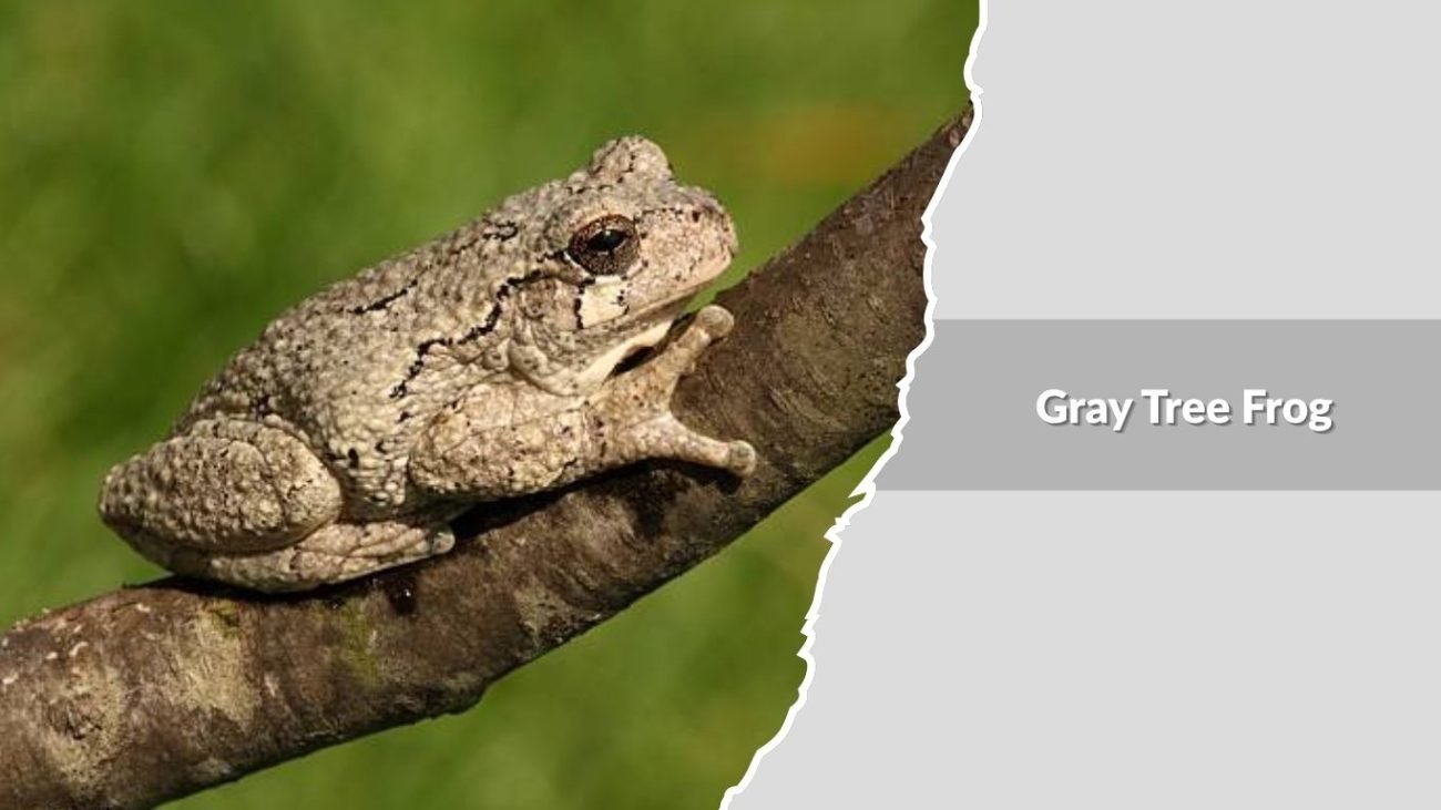 Gray Tree Frog