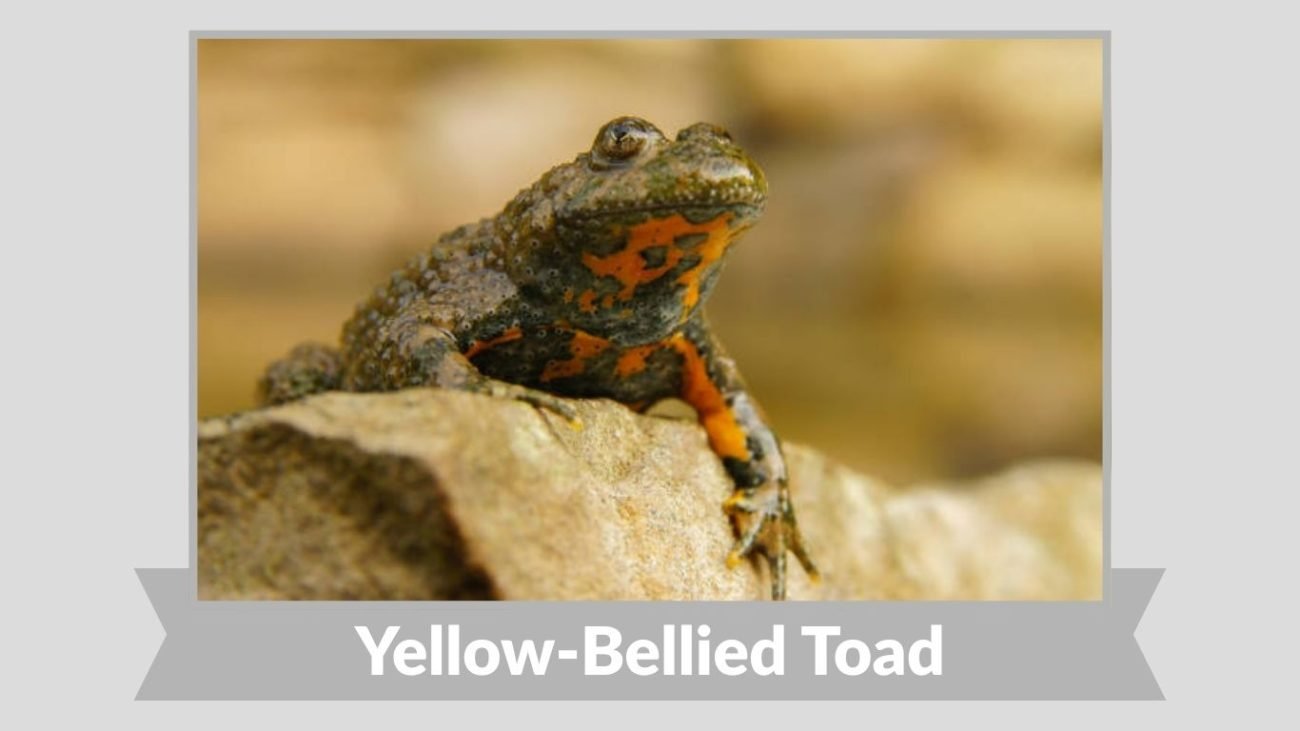 Yellow-Bellied Toad