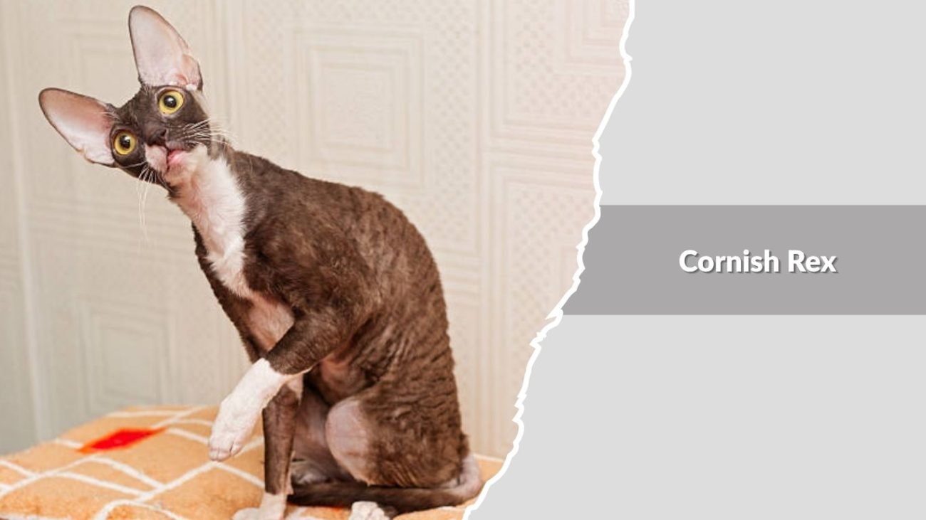 Cornish Rex