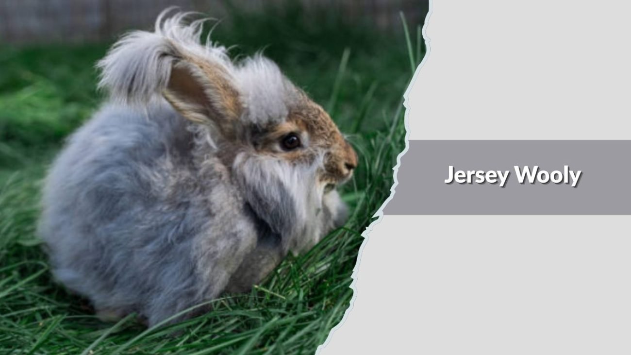  Jersey Wooly