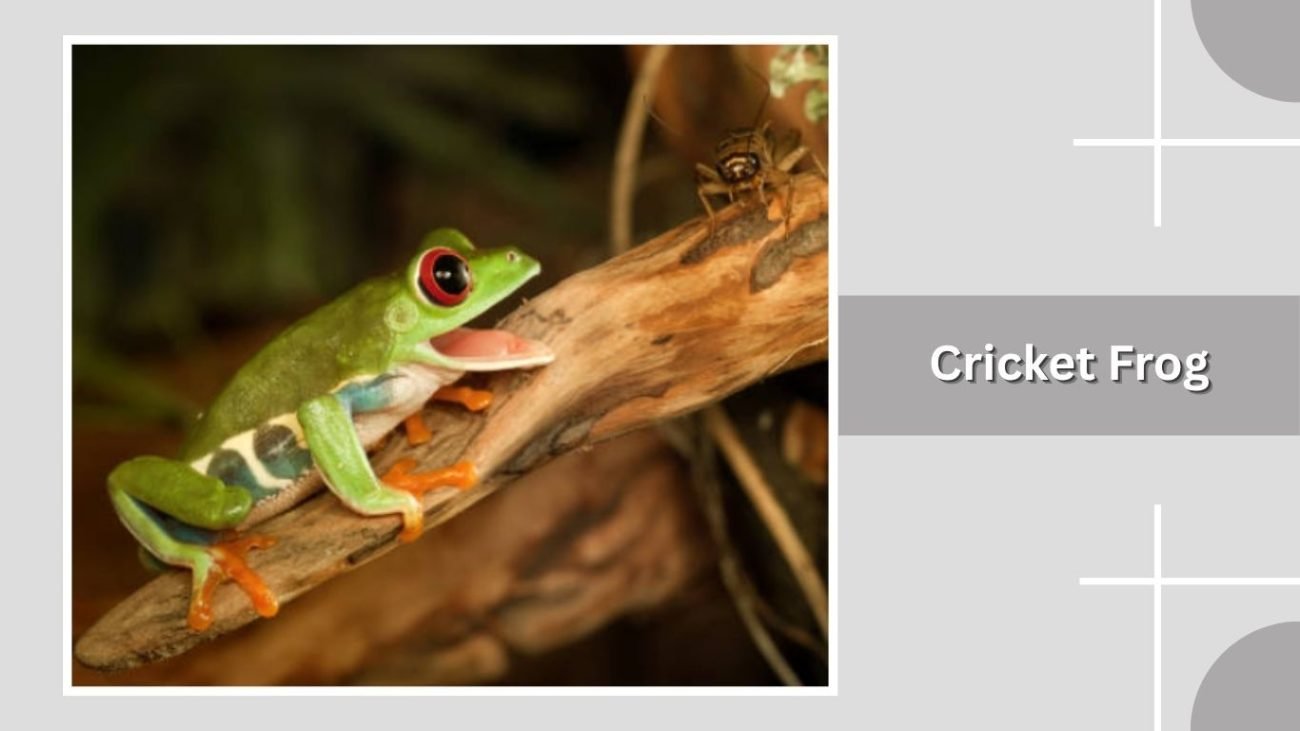 Cricket Frog