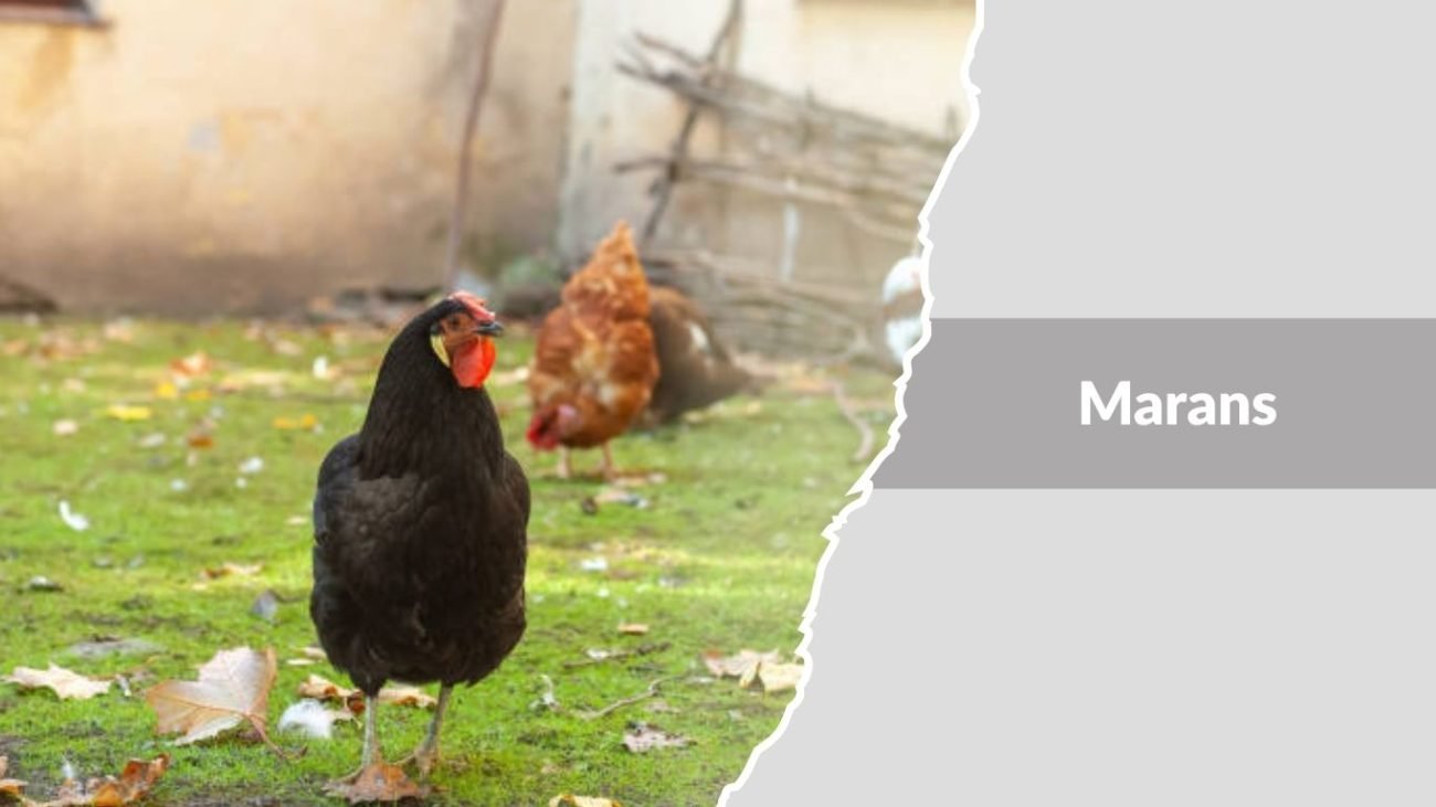 Marans