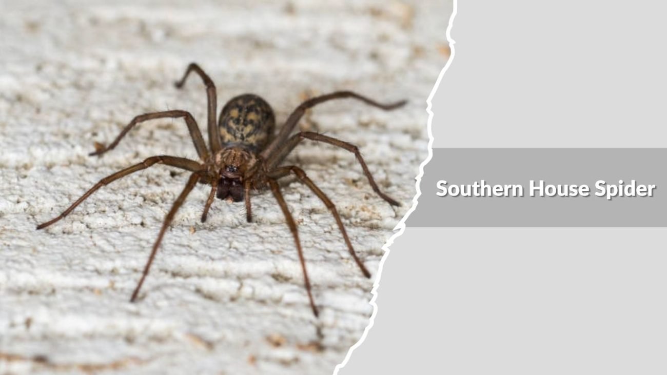 Southern House Spider (Kukulcania hibernalis)