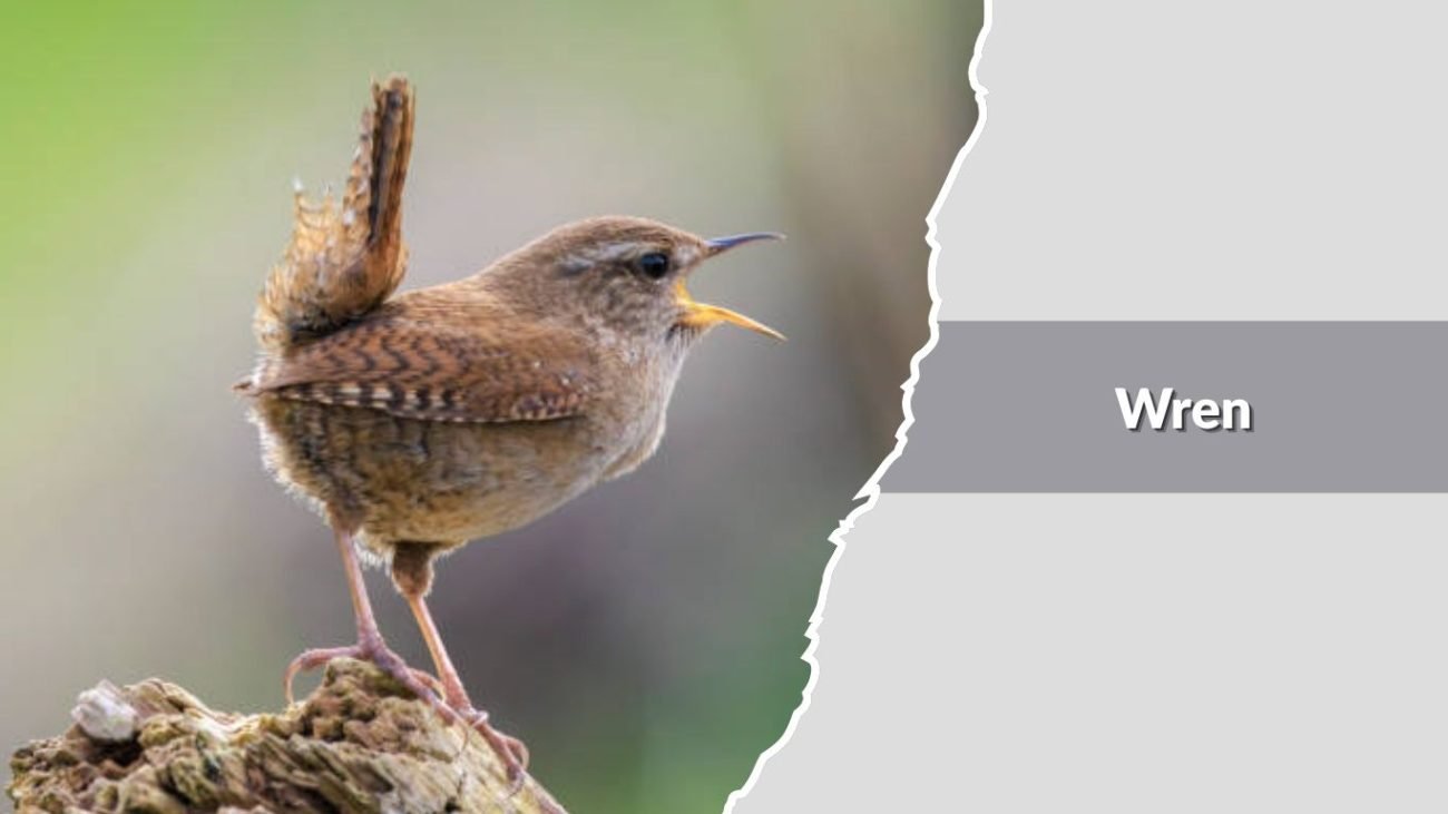Wren