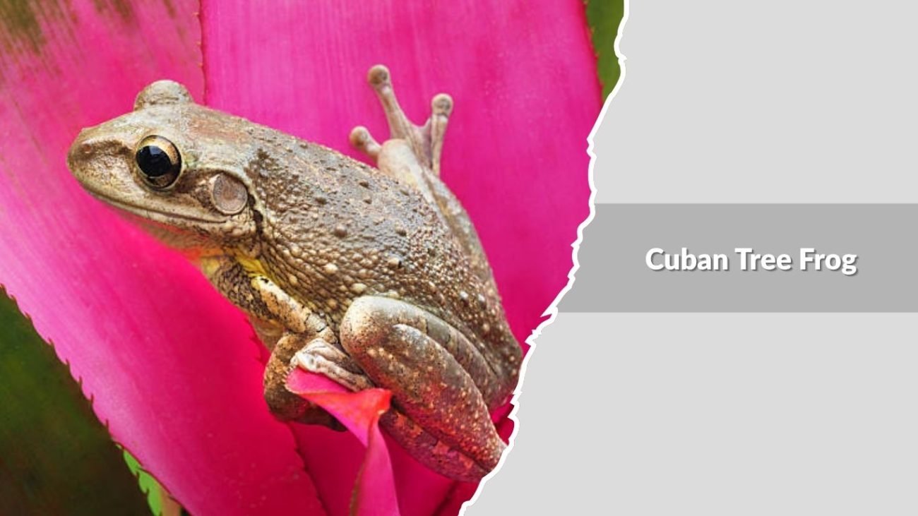 Cuban Tree Frog