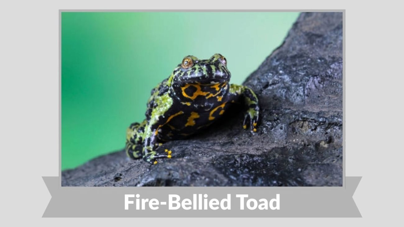 Fire-Bellied Toad