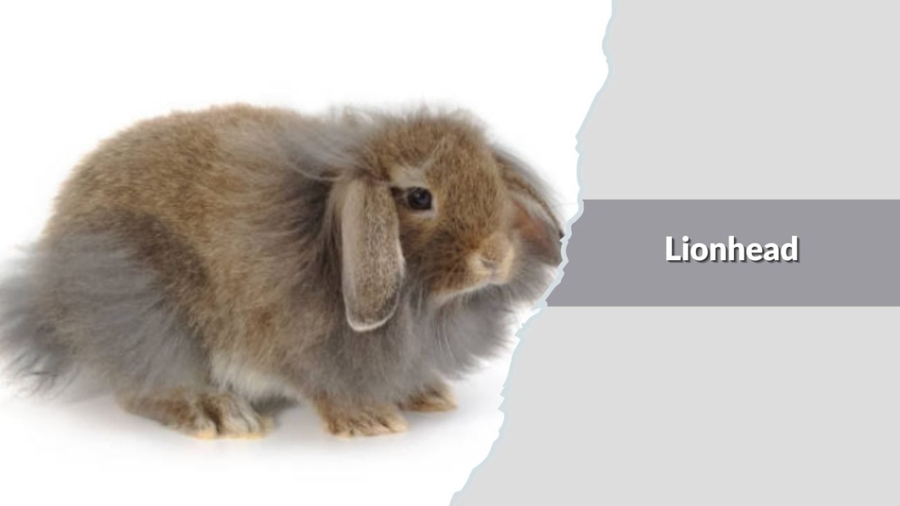  Lionhead