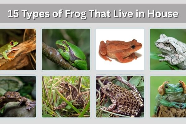 15 Types of Frog That Live in House: Id with Pictures