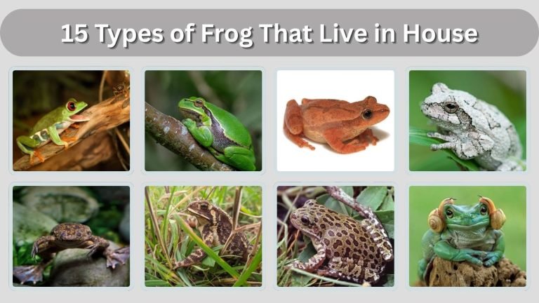 15 Types of Frog That Live in House: Id with Pictures