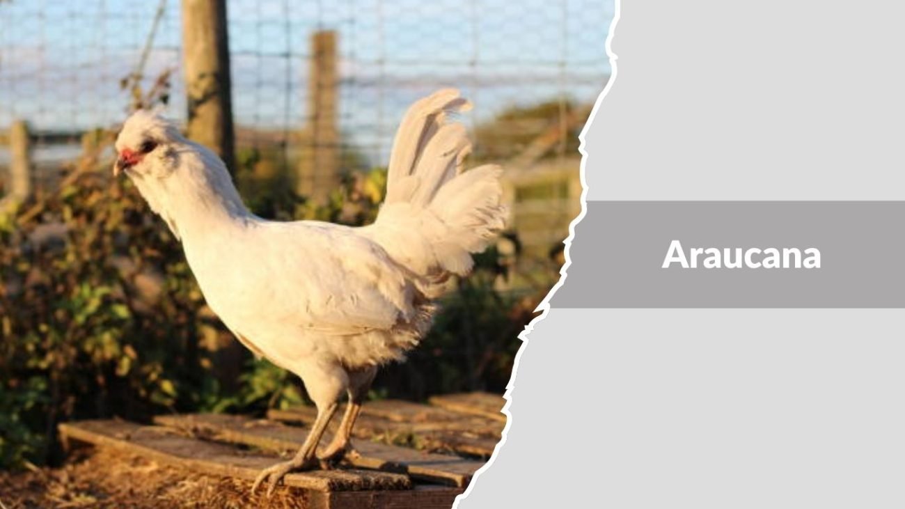 Araucana