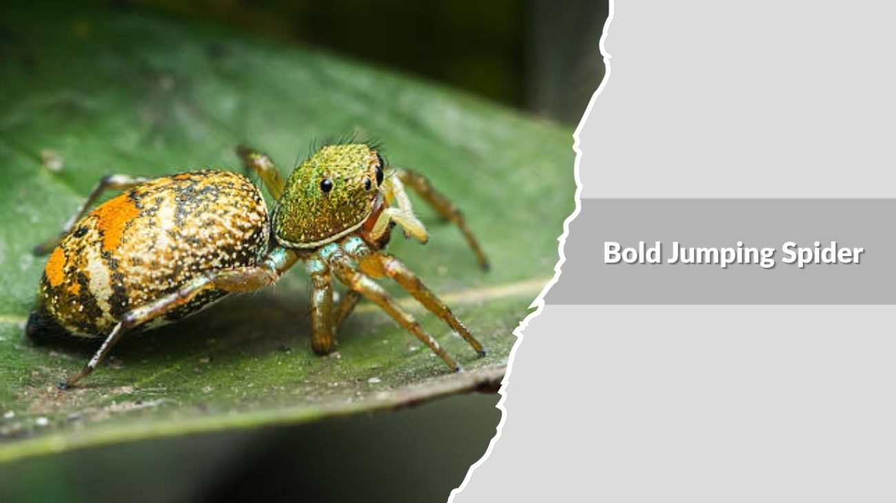 Bold Jumping Spider (Phidippus audax)