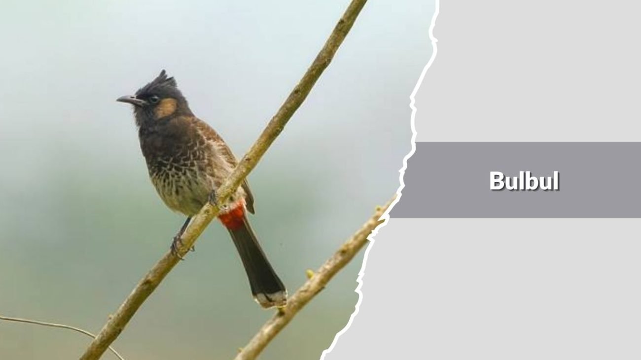 Bulbul