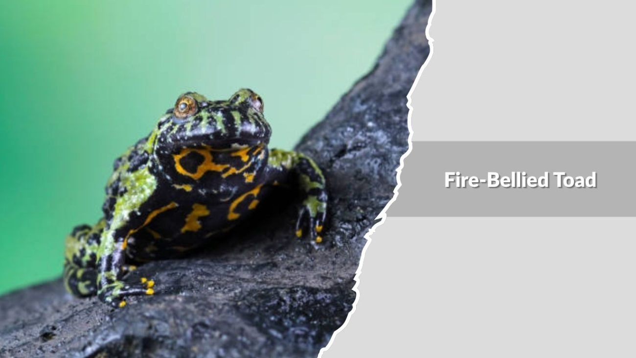 Fire-Bellied Toad