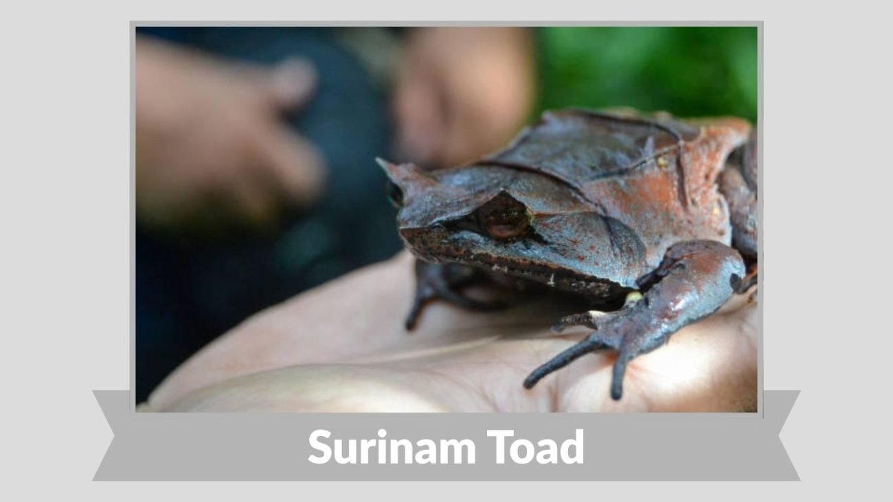 Surinam Toad