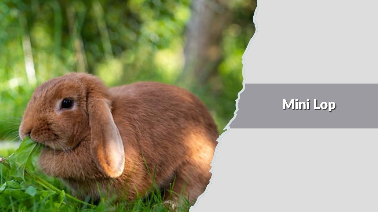 Mini Lop