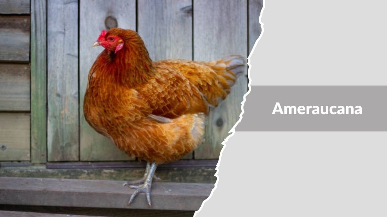 Ameraucana