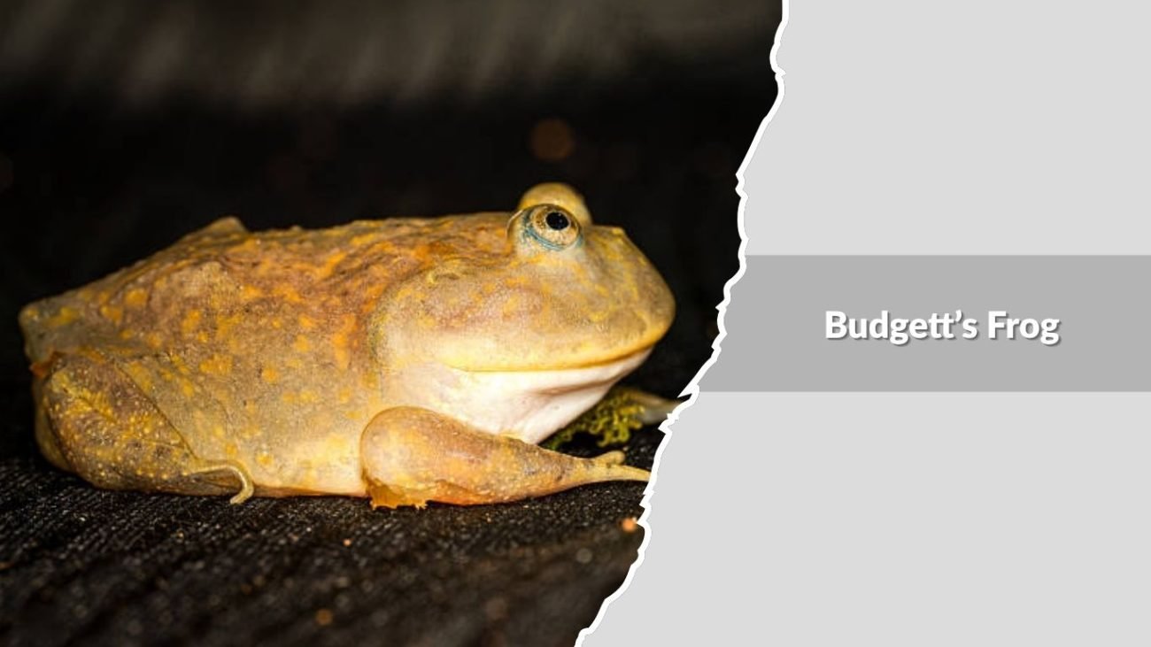 Budgett’s Frog