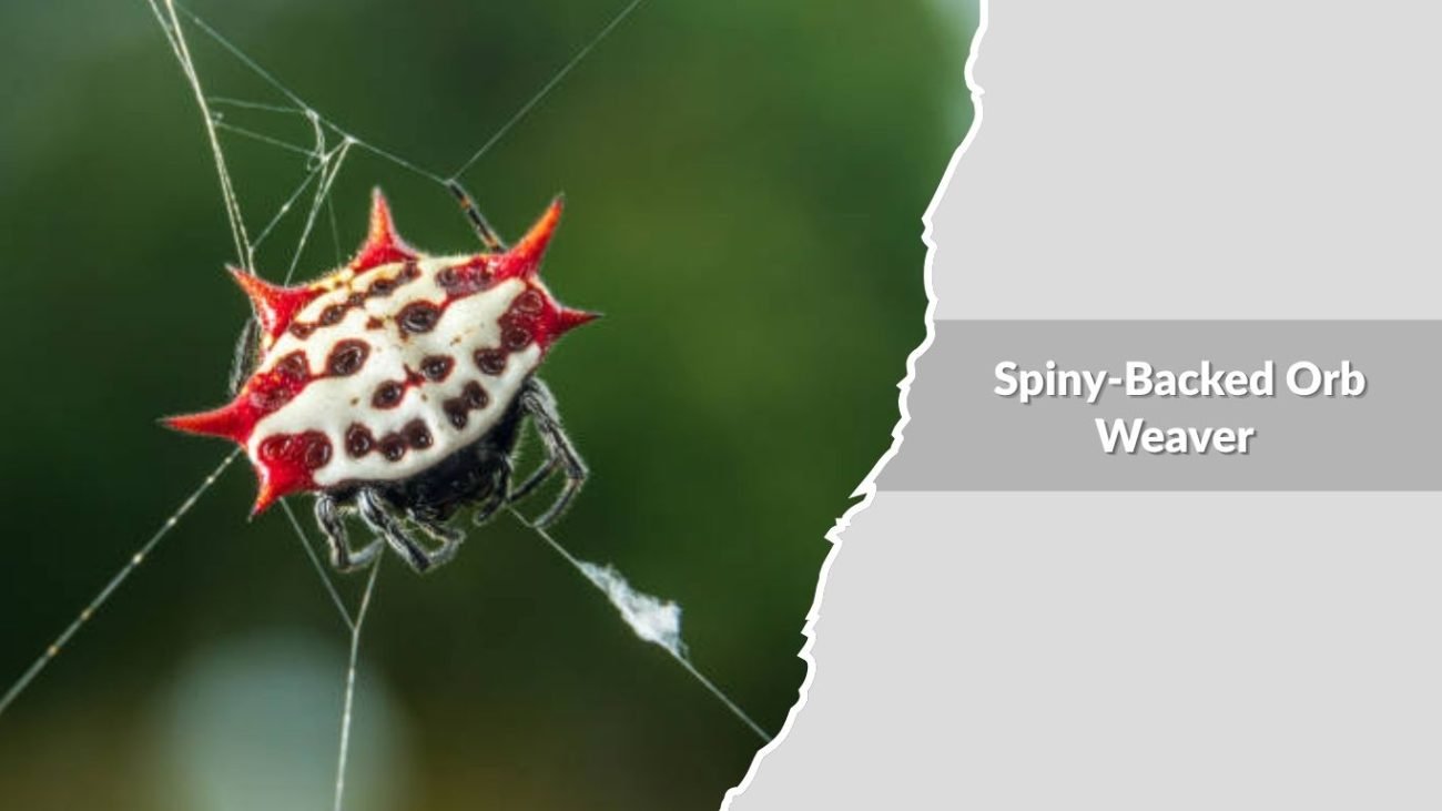 Spiny-Backed Orb Weaver (Gasteracantha cancriformis)