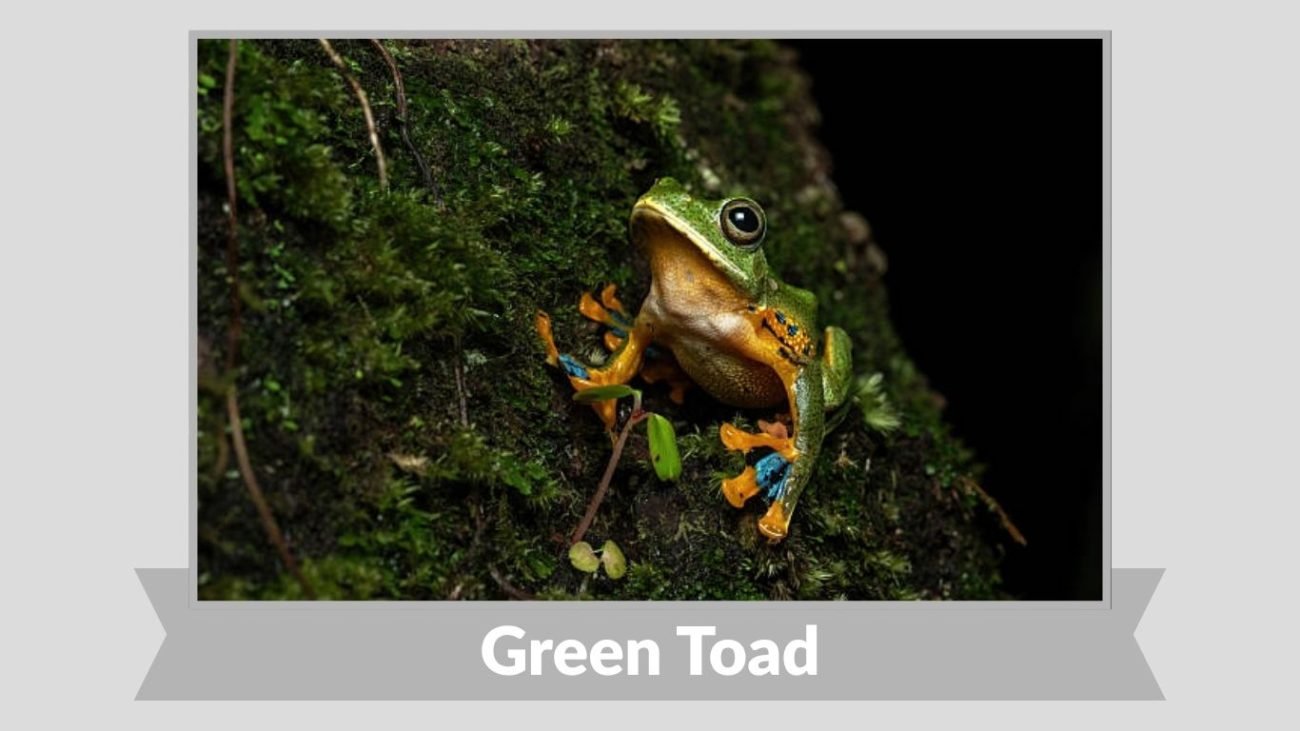 Green Toad