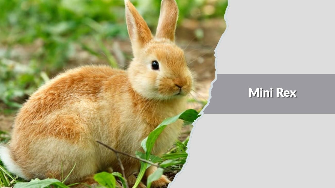  Mini Rex