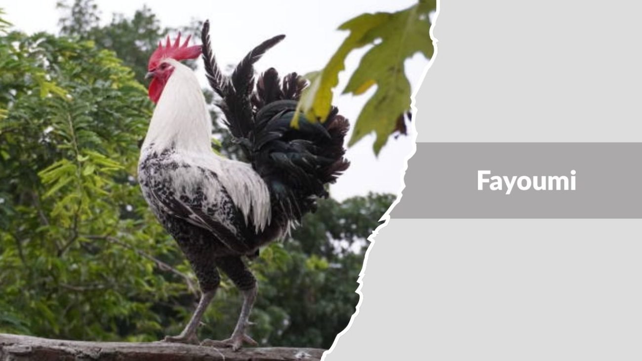 Fayoumi