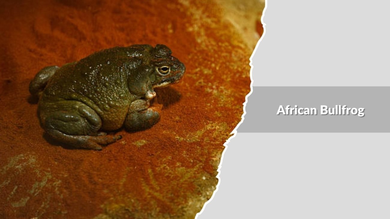 African Bullfrog