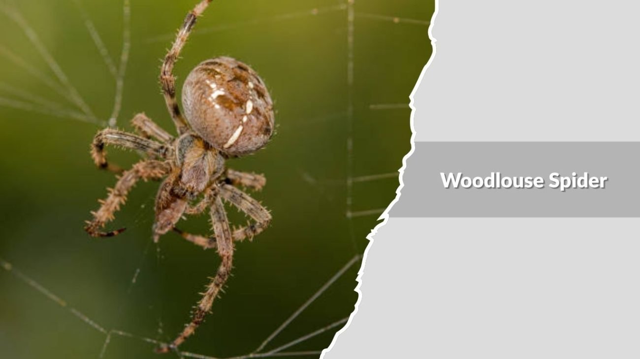 Woodlouse Spider (Dysdera crocata)