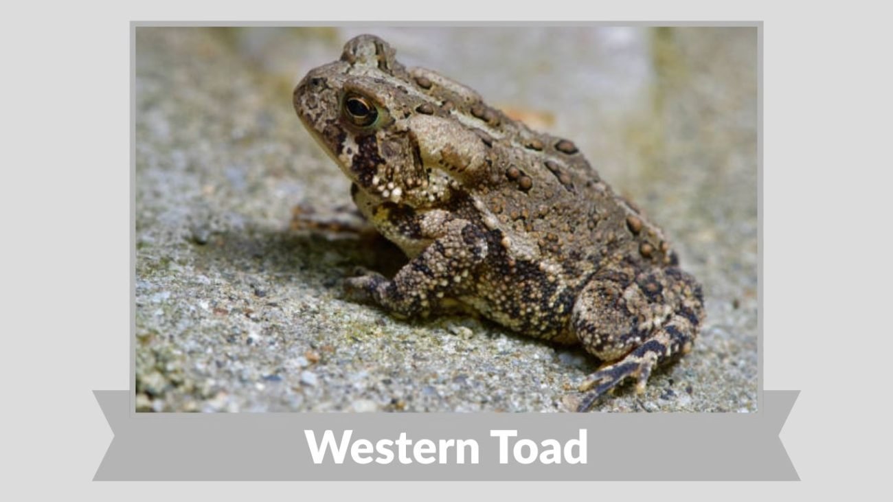Western Toad