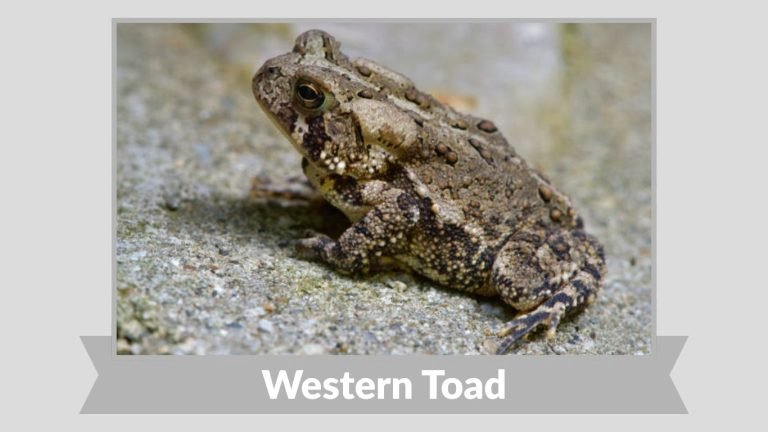 21 Common Types of Toads: Habitat, Diet, Identification with Pictures