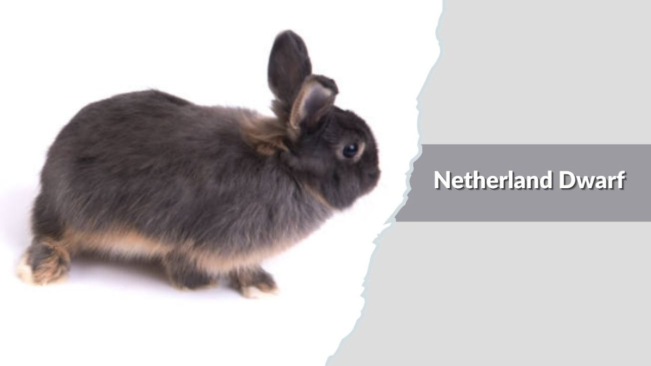  Netherland Dwarf