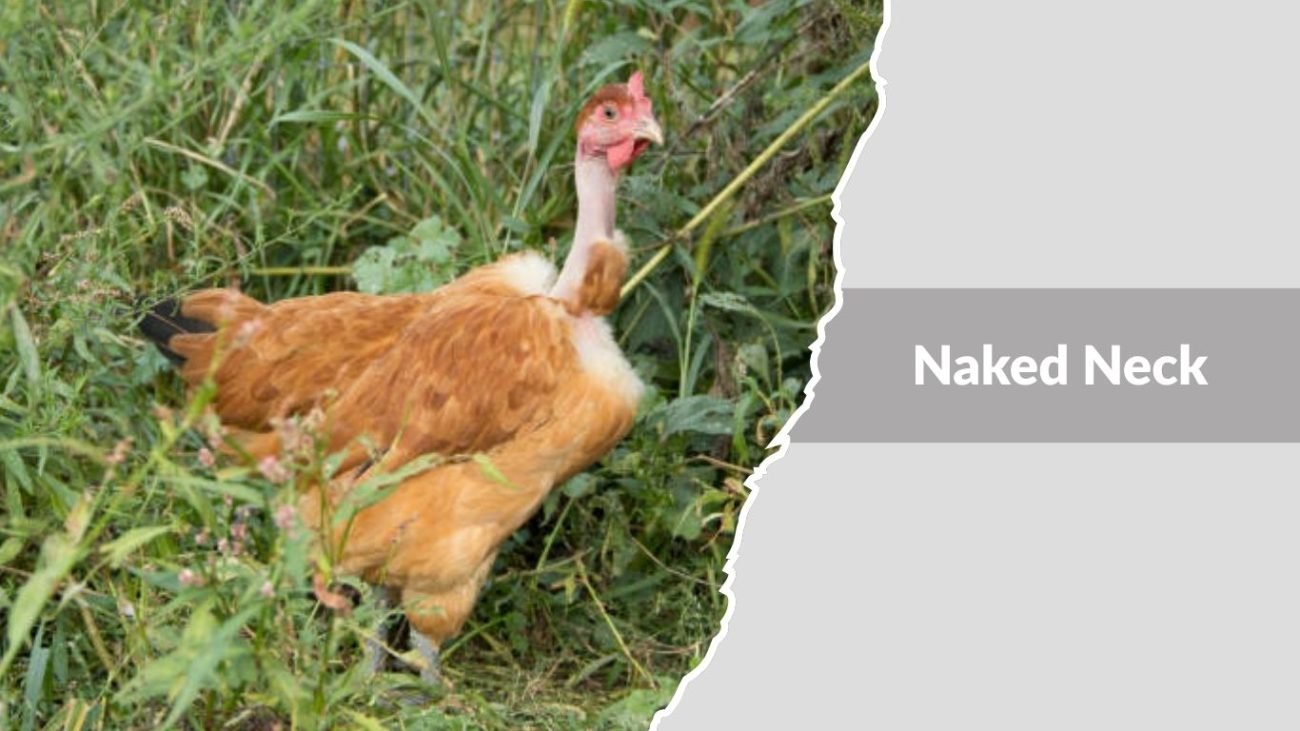 Naked Neck (Turken)