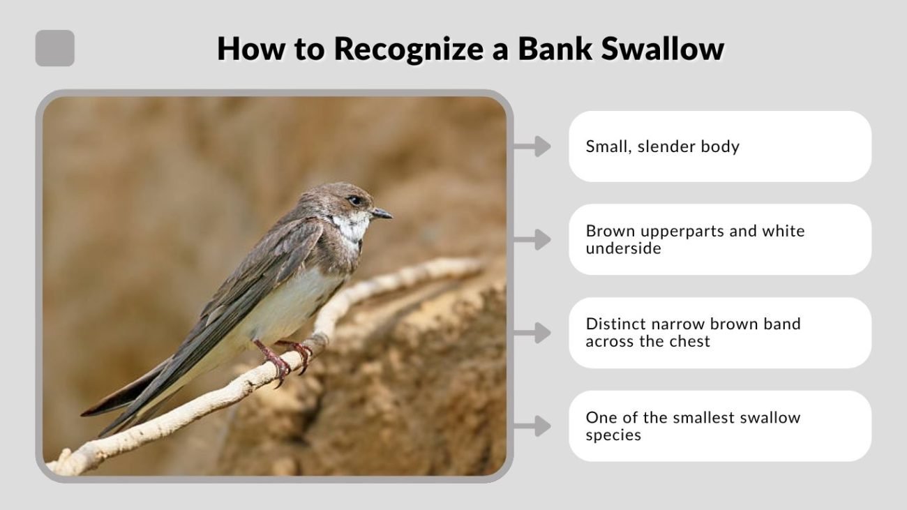 Identification Guide: How to Recognize a Bank Swallow