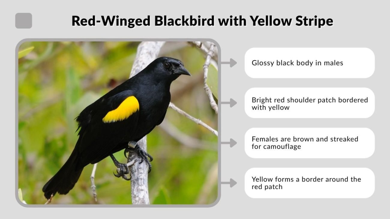 Red-Winged Blackbird with Yellow Stripe