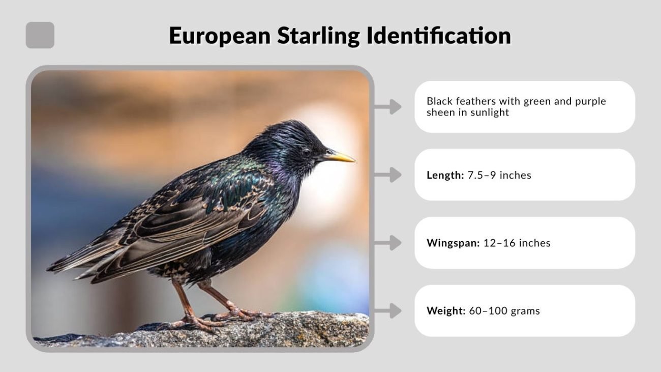 European Starling Identification and Physical Characteristics