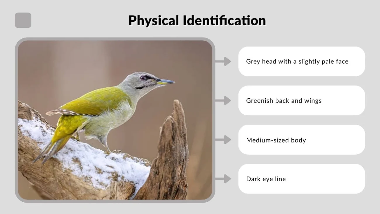 Physical Identification