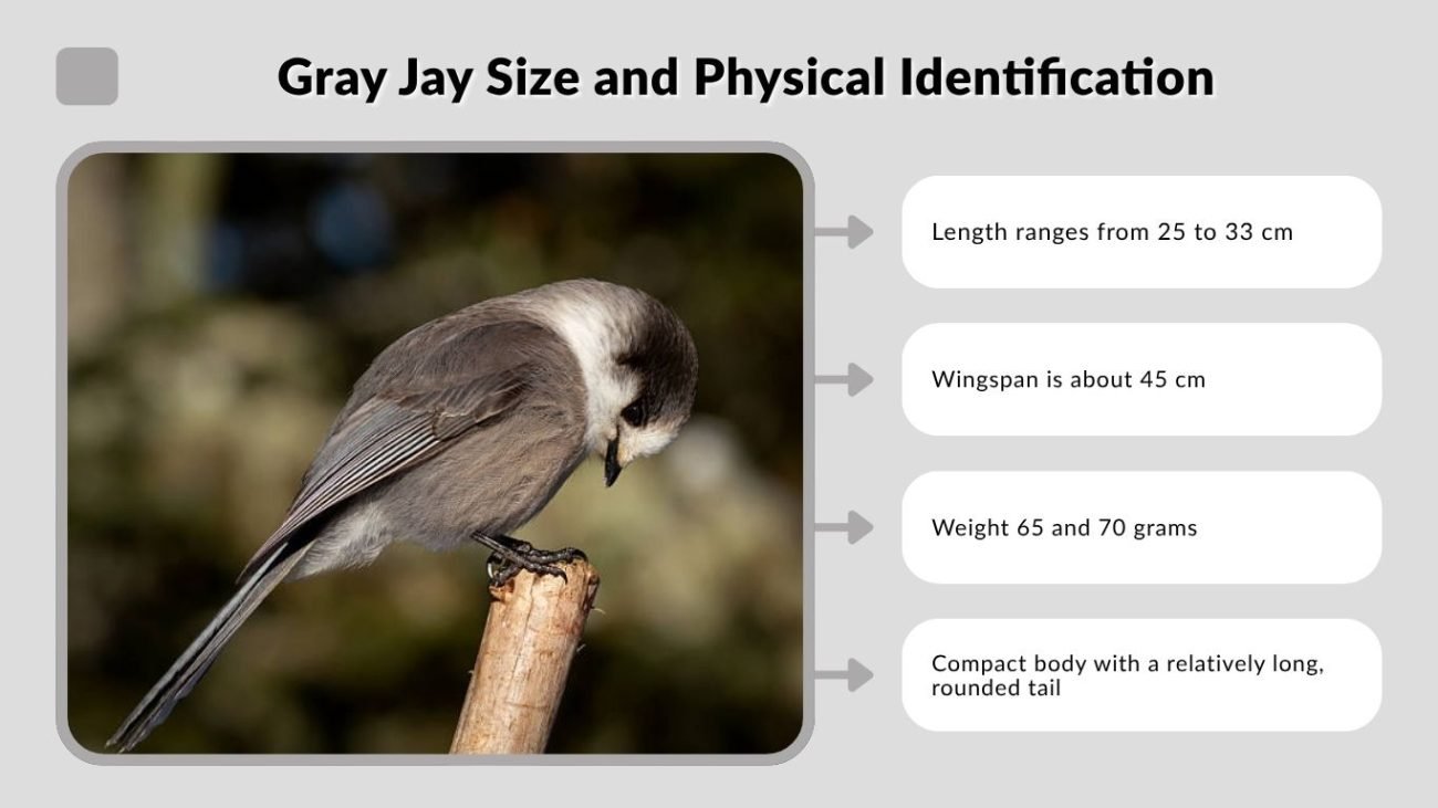 Gray Jay Size and Physical Identification