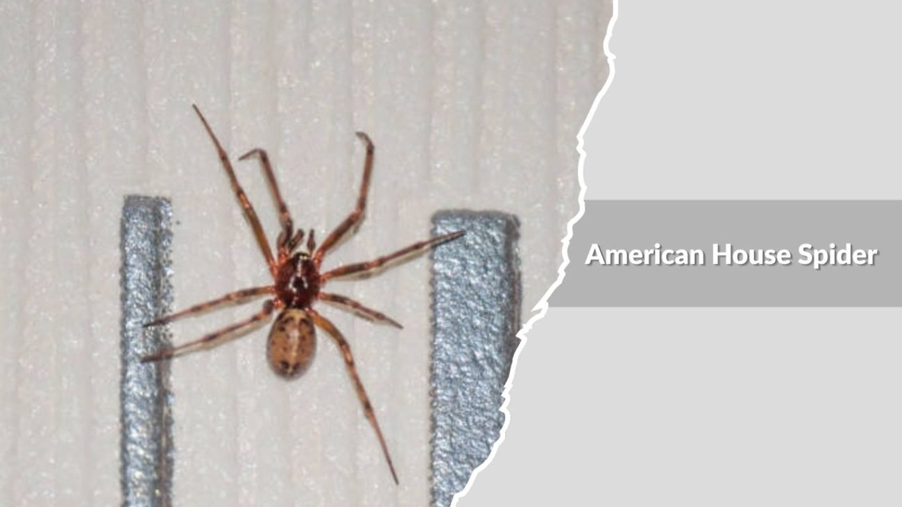 American House Spider (Parasteatoda tepidariorum)