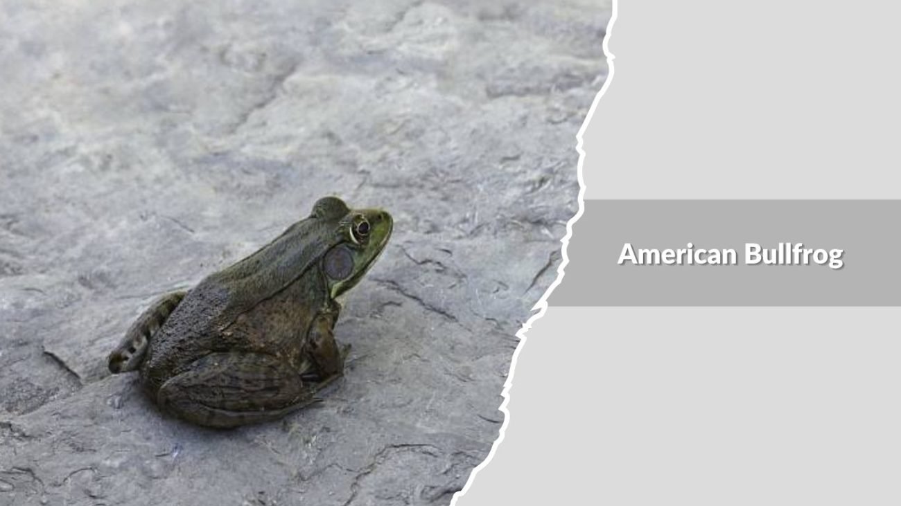 American Bullfrog
