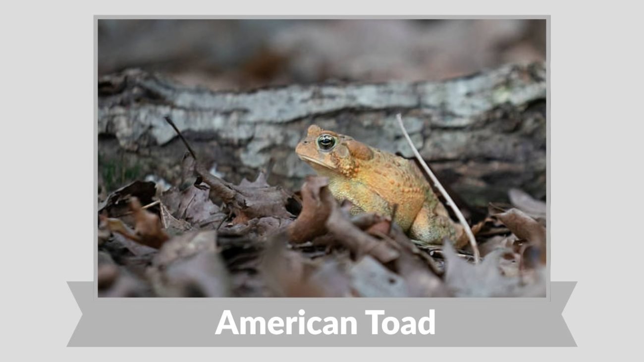 American Toad