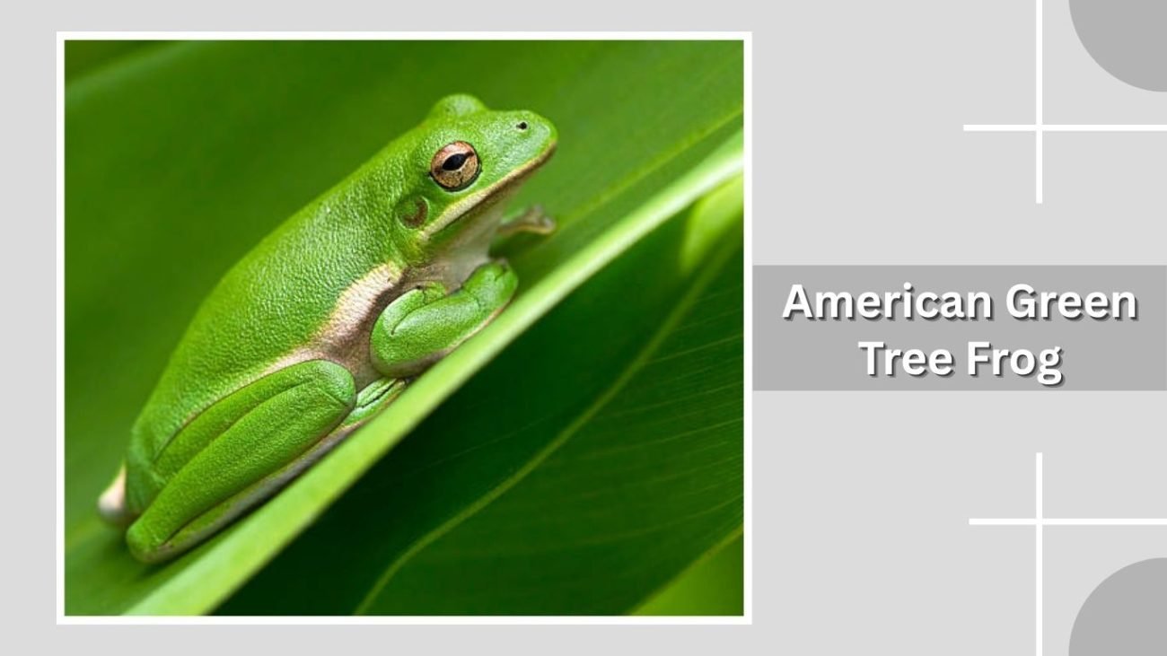 American Green Tree Frog
