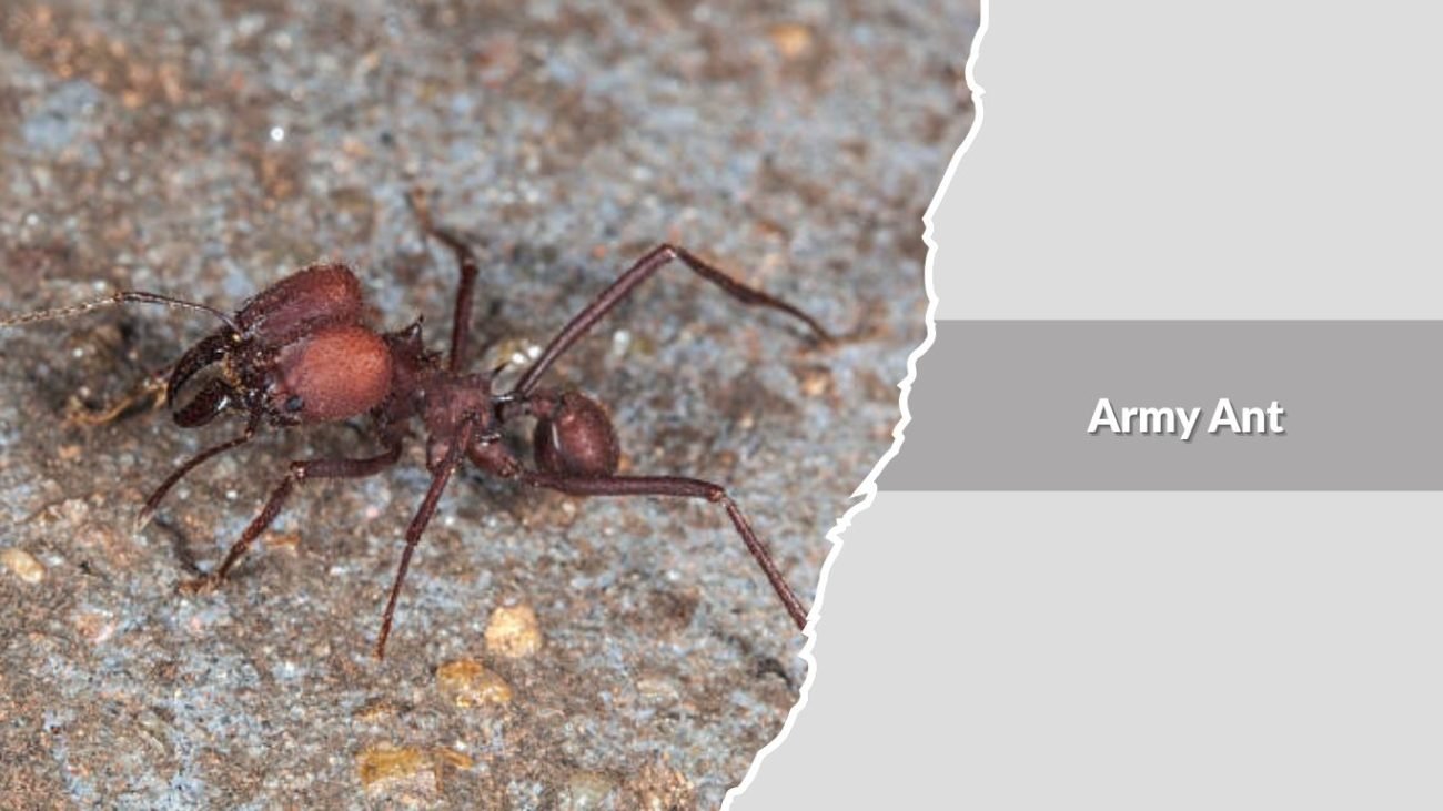 Army Ant