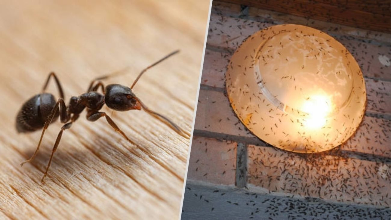 Ants Appearing Mostly at Night