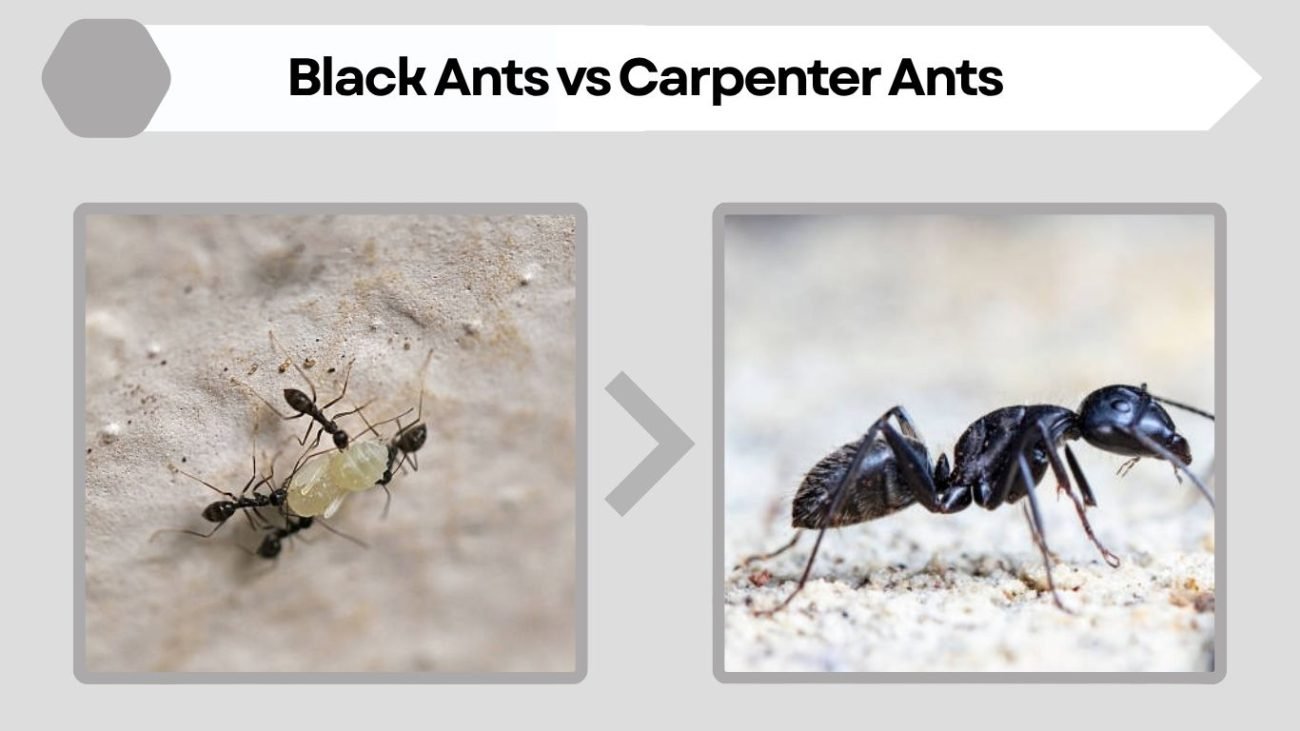 Black Ants vs Carpenter Ants (Detailed Comparison)