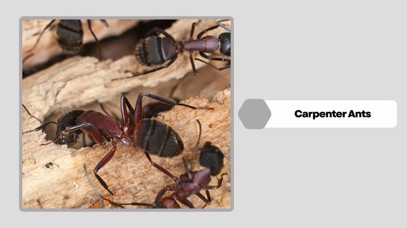 What Are Carpenter Ants?