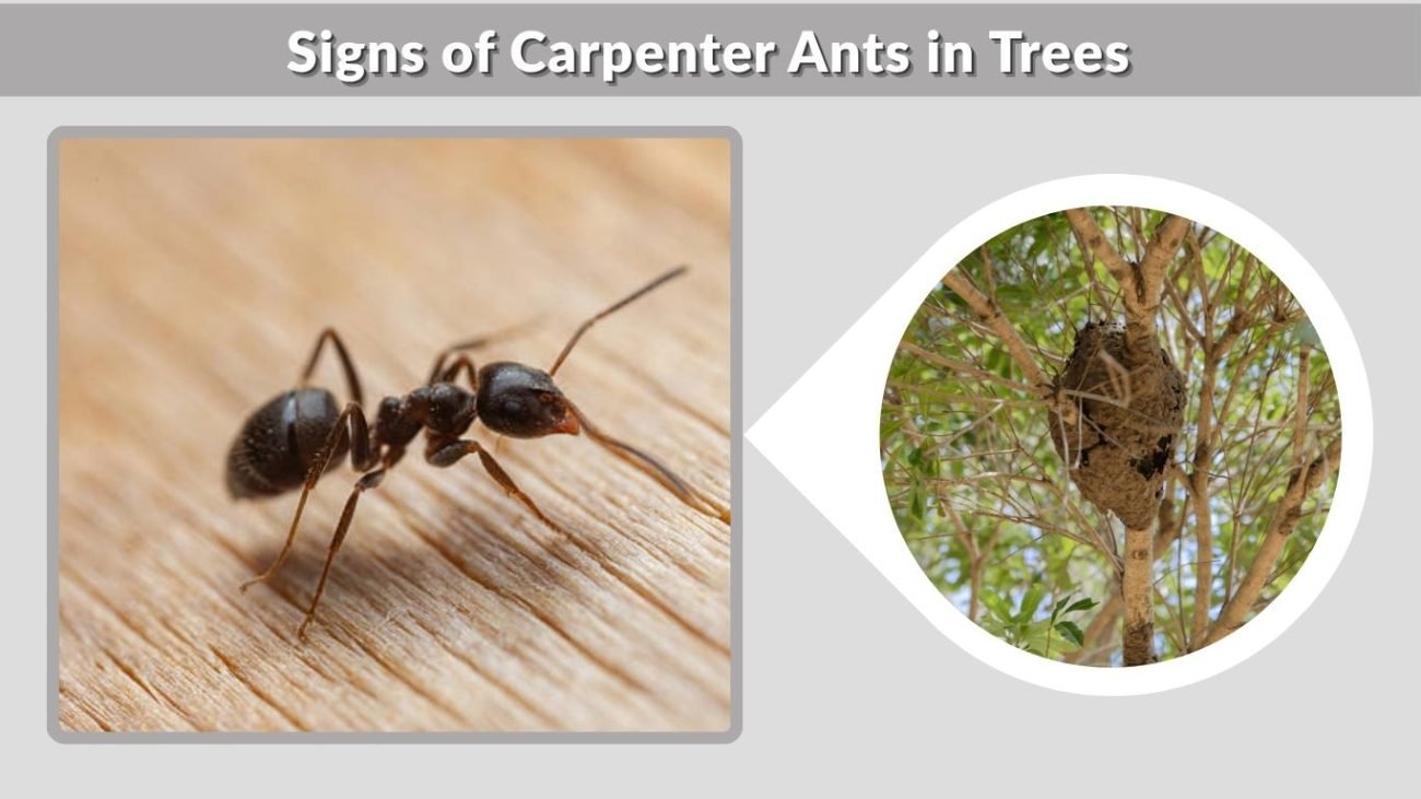 Signs of Carpenter Ants in Trees